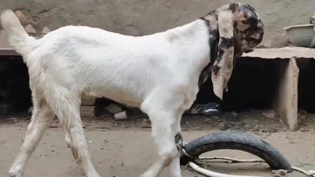 Double haddi totapari