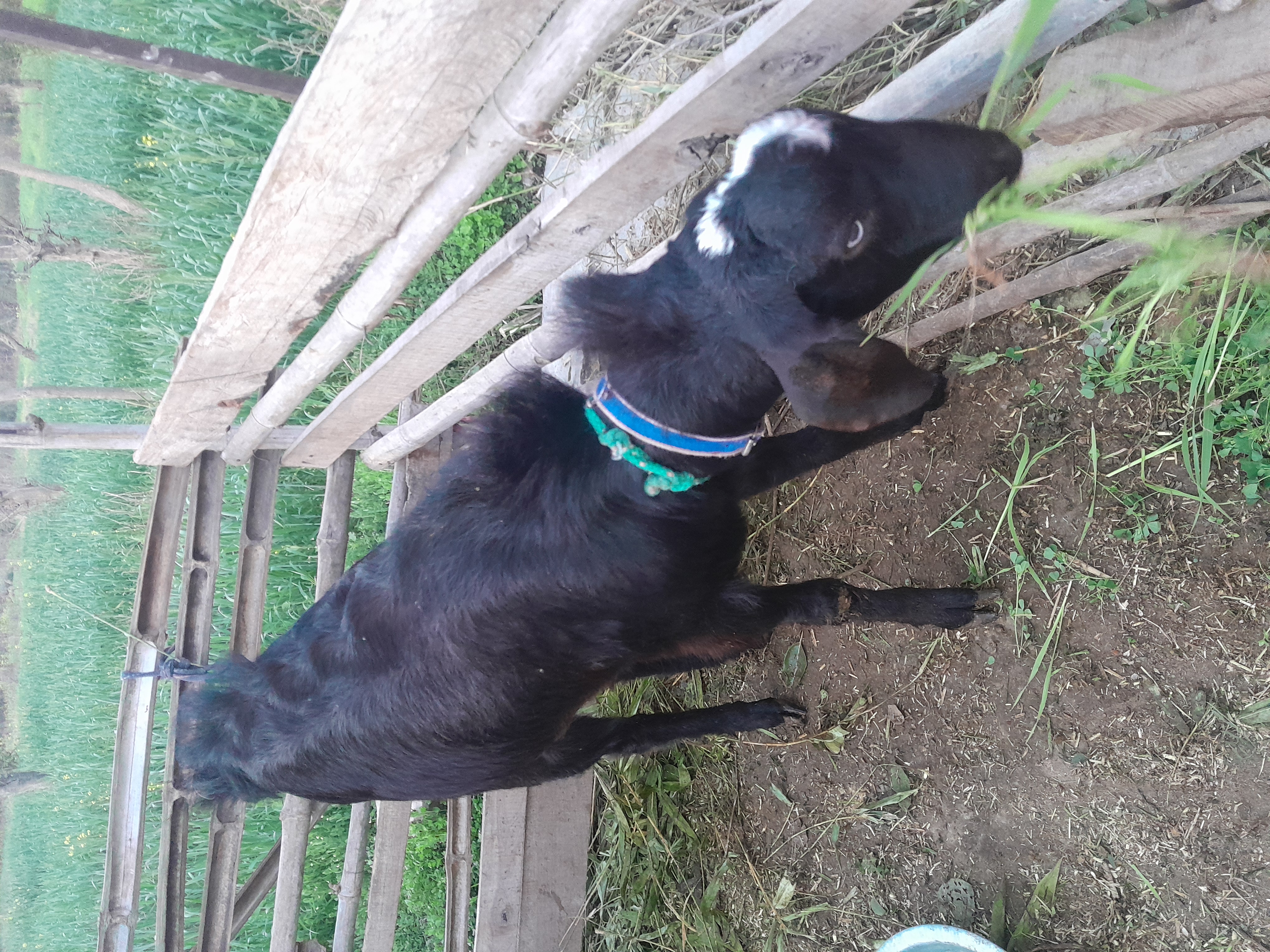 Special white moon sign on head