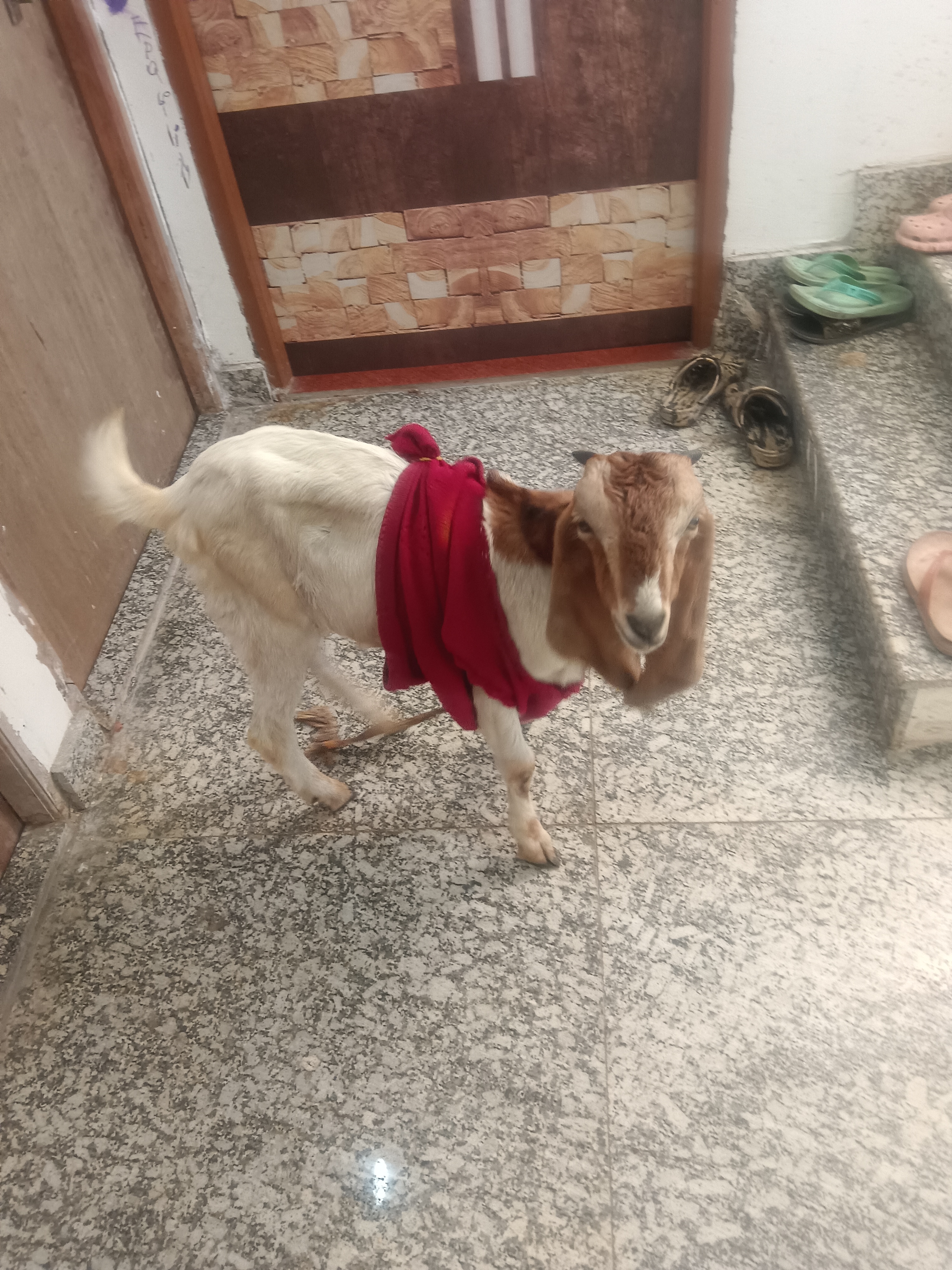 3 months old goat at reasonable price 