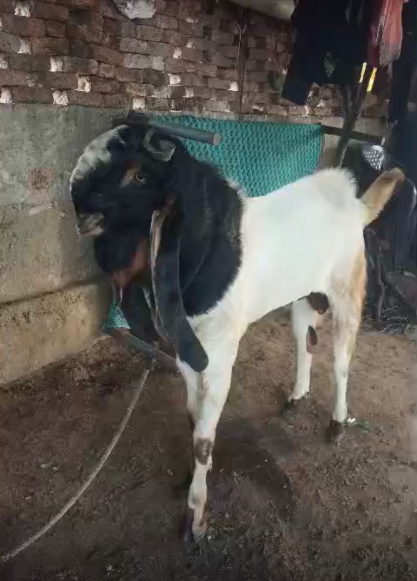 Full height full length 