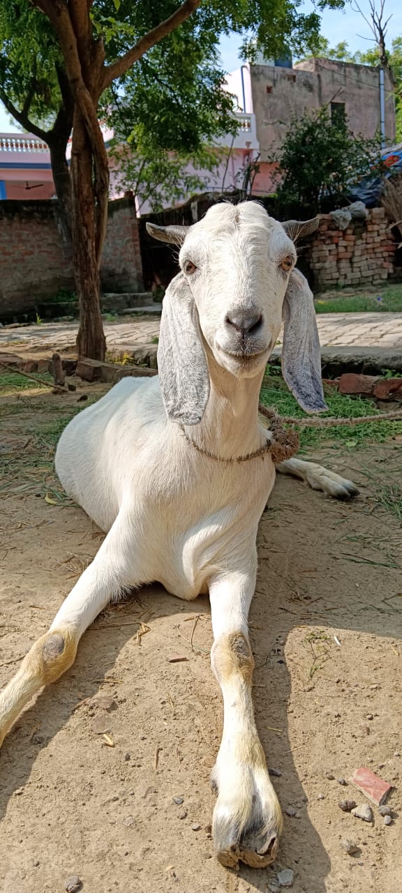 Urgent sale, need to sell today