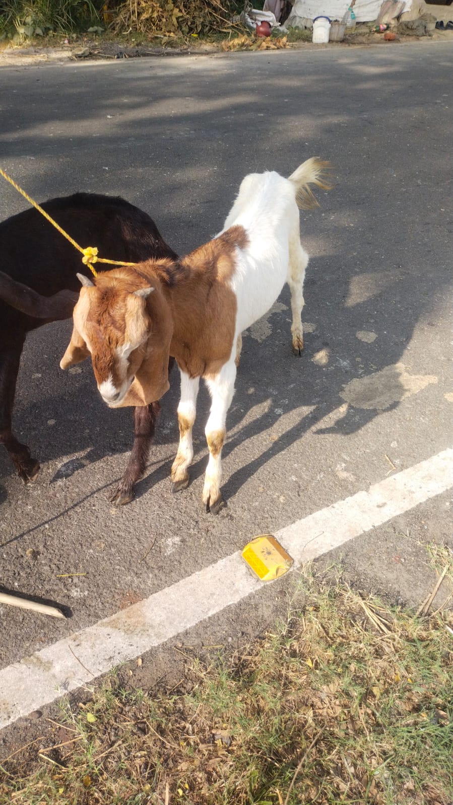  Totapari Bakre available in Kolkata, Tollygunge 