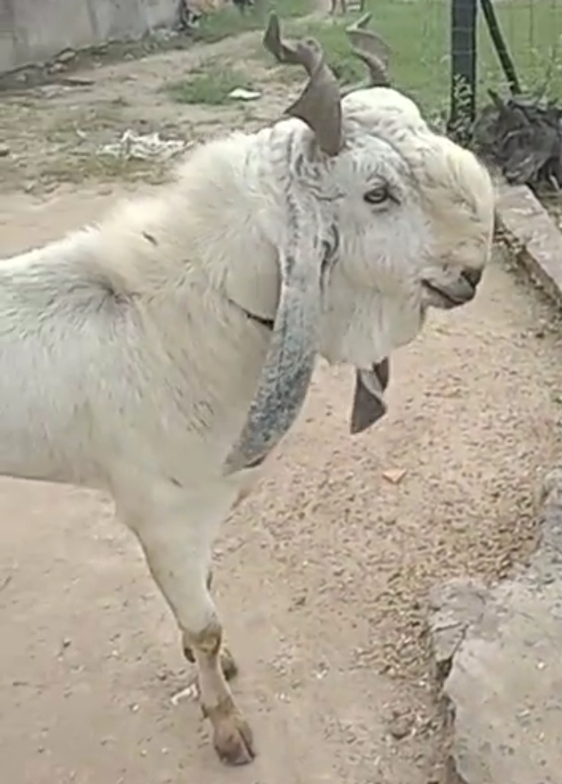 Ek dum Wajib rate Kota bakra
