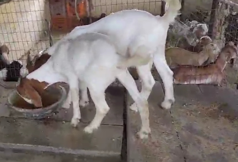 Boer jodi available in Rate bareli 