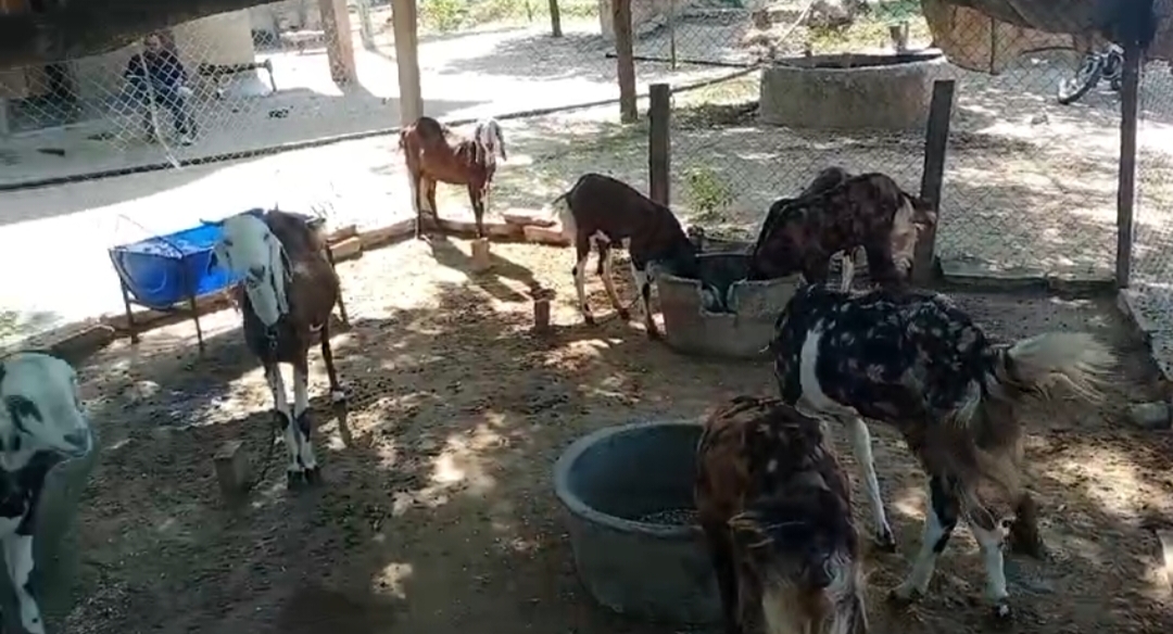 Total 13 female 7 male 6