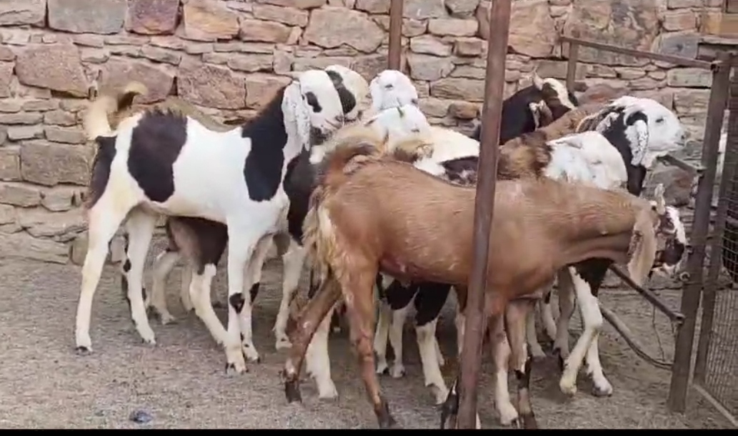 bakra image