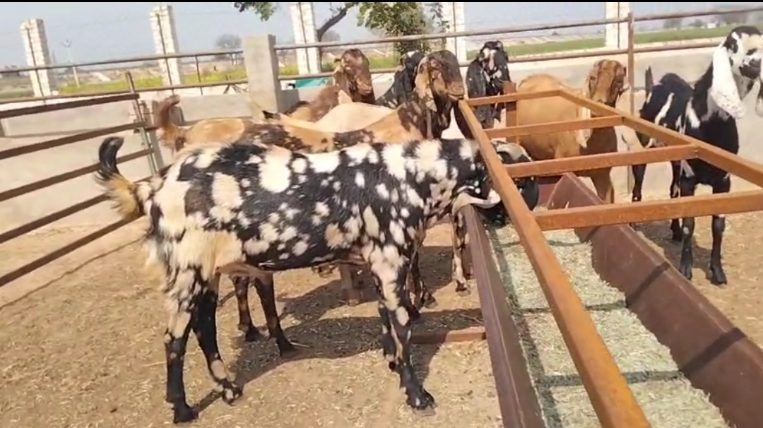 12 nag  2,4,6,8, dant  80 kg ki patty  Khassi