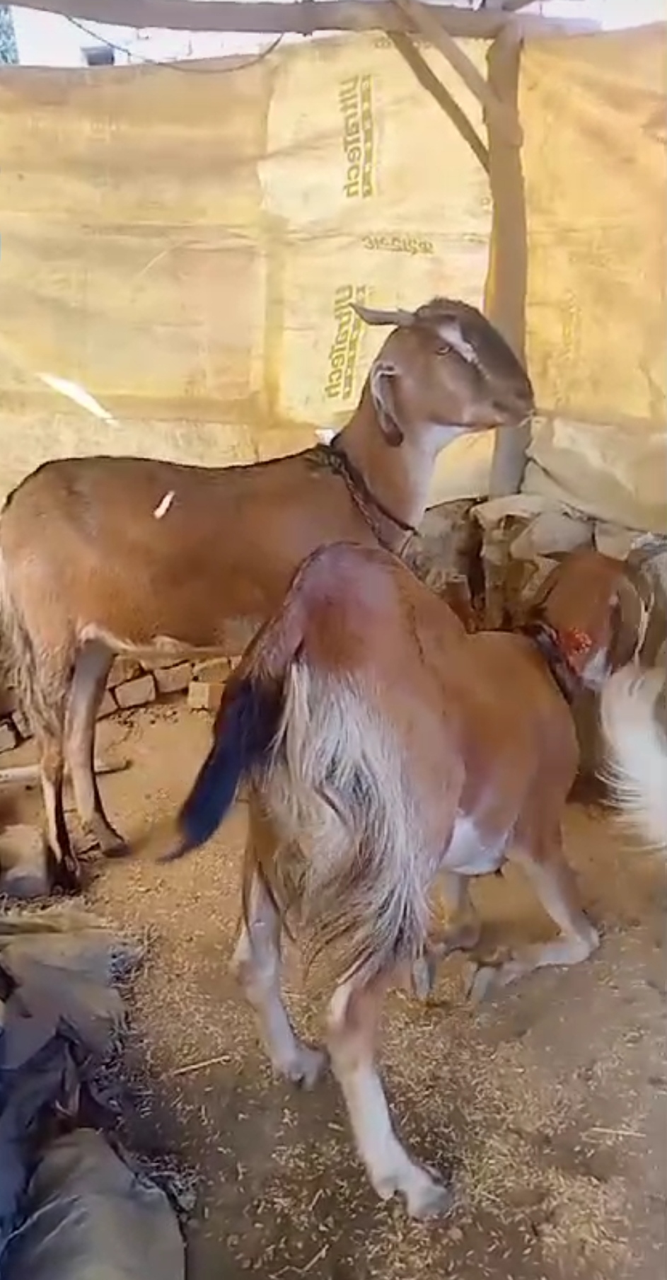 3 bakre hai, 18kg ke 2 aur 20kg ka ek, sabhi 8 mahine ke