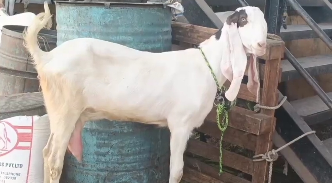 Farm start quality Hyderabadi female