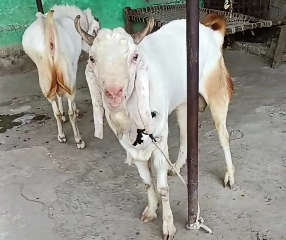 Mashallah top quality Malwa andul jodi 4 4dant 36 37height 60 65kg  70000