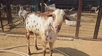 Ye lucknow pahuncha ke 25000