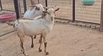 Lucknow meruit transport ho jayega