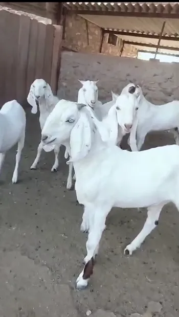 Sojat bacho ki patti