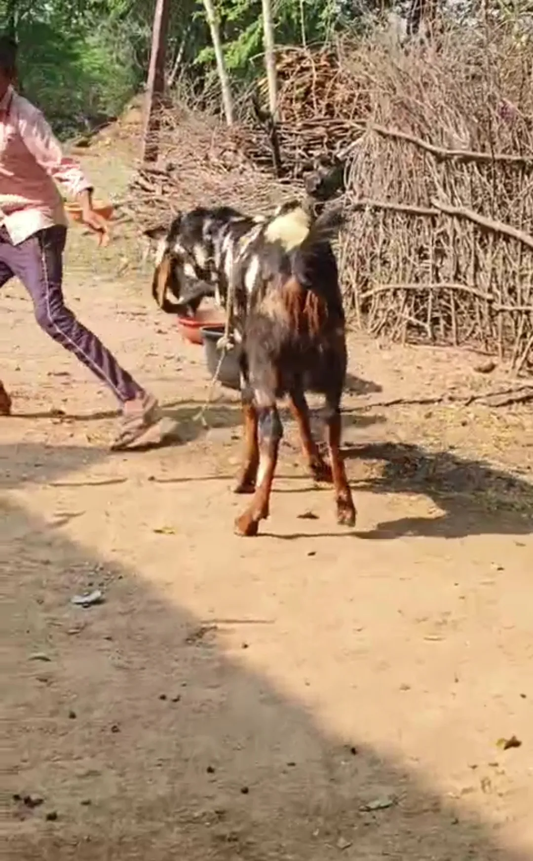 6dat haet 37 wet 60kg