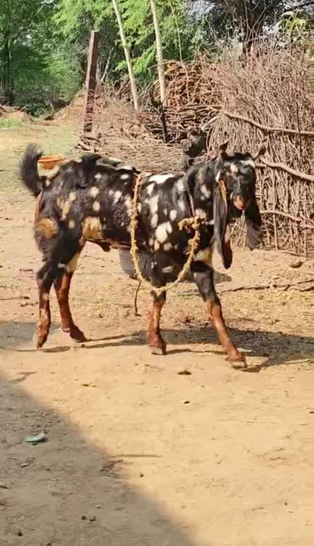 bakra image