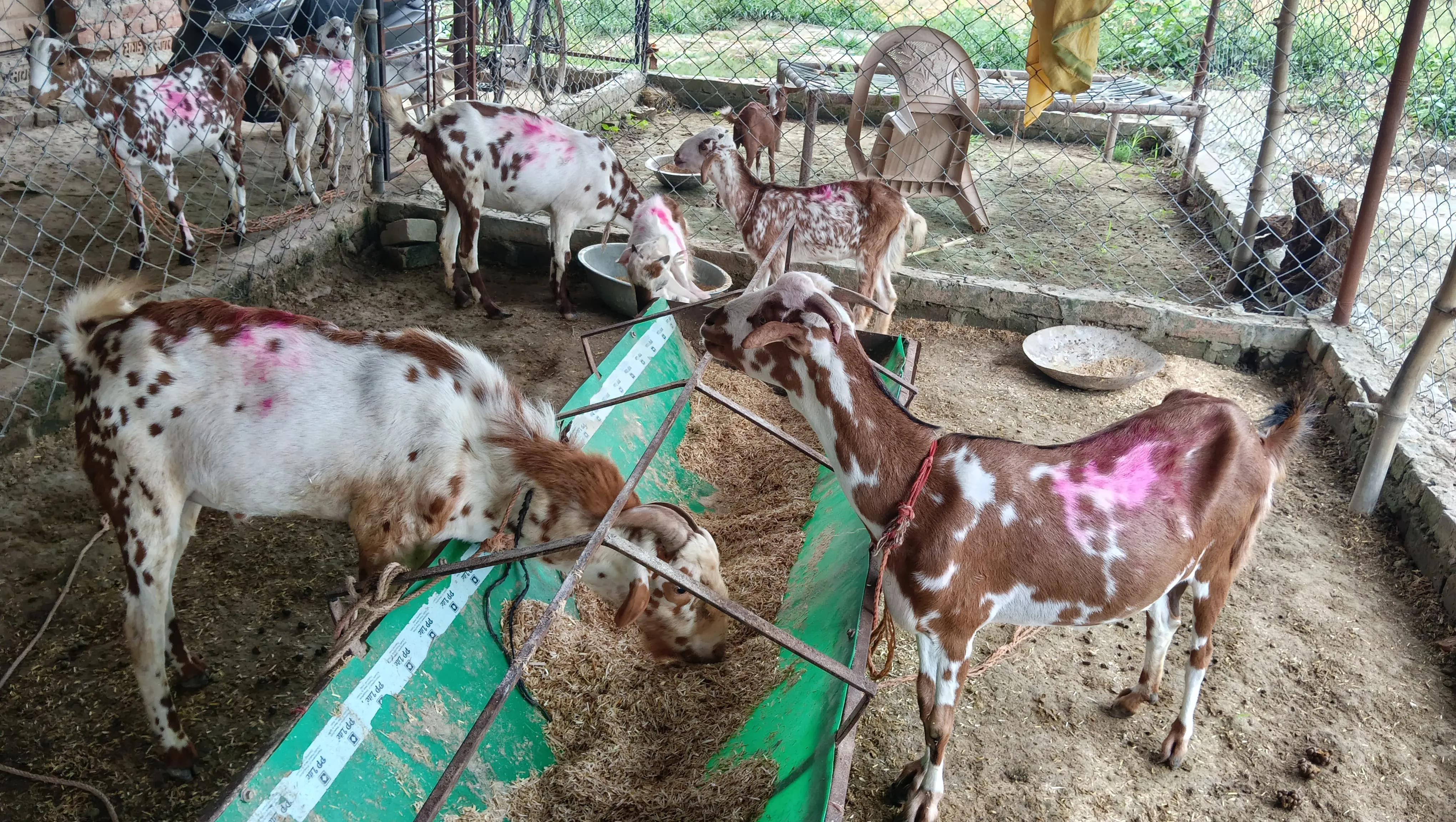 Total 16 Bakri hai barbari