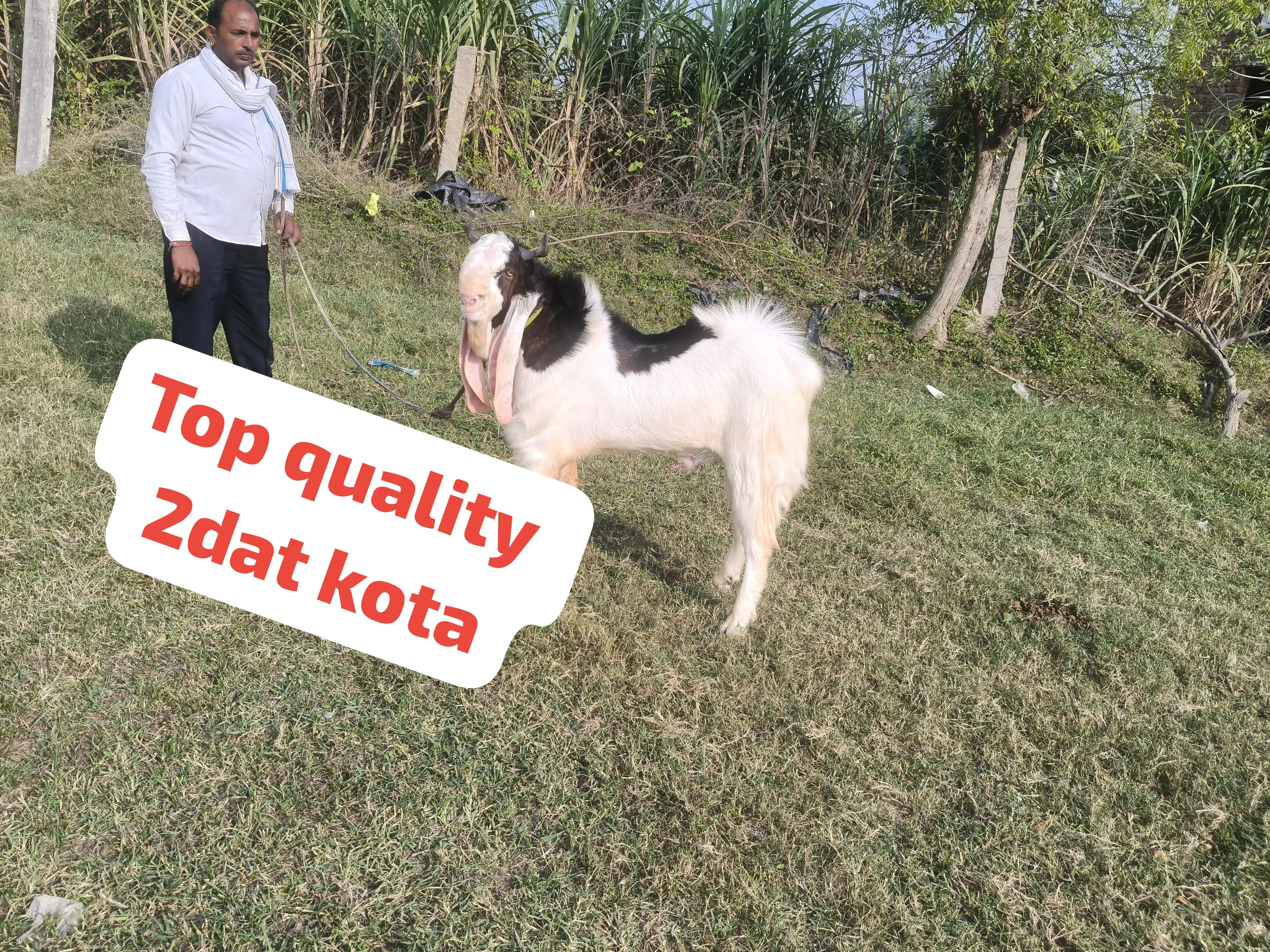 Top quality 2 dat full pink kota ha 35/36 wj. 50 kg pra 190k