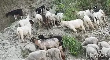 Kashmiri bhed bakriya