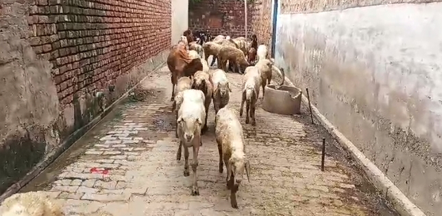 20 bachhe hai bikau