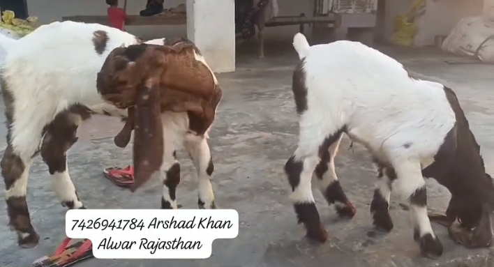 Bakre ki Jodi for sale 