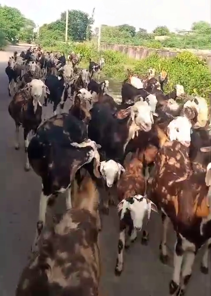 Original gujari nasl