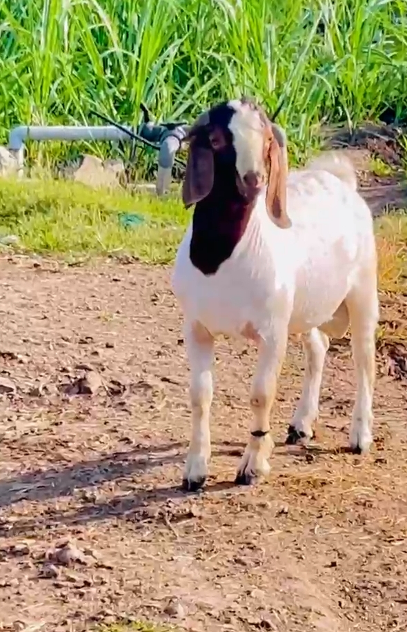 Second generation boer