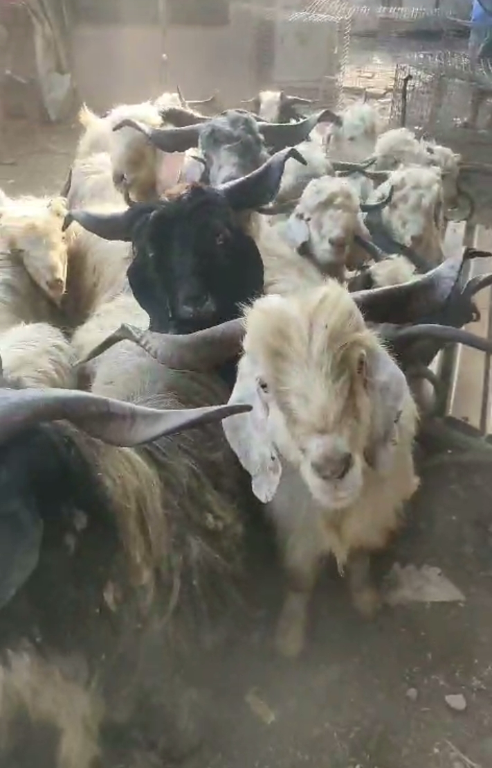 Kashmiri bakro ka lot Mumbai mein 