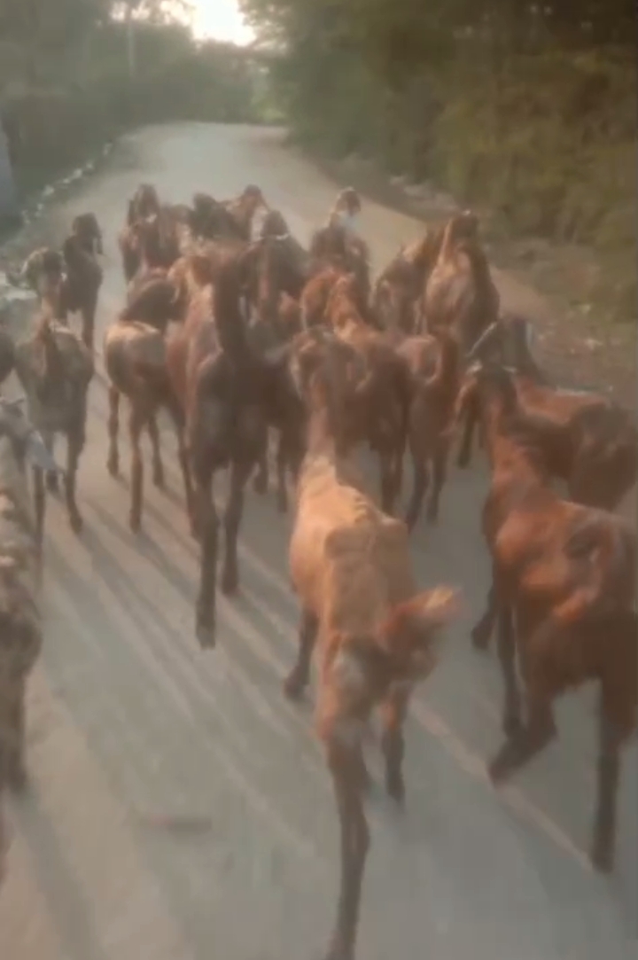 10 male 20 female for sale 