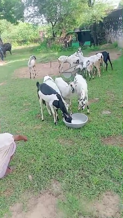 Ak bakri 11000 Total 23 bakri