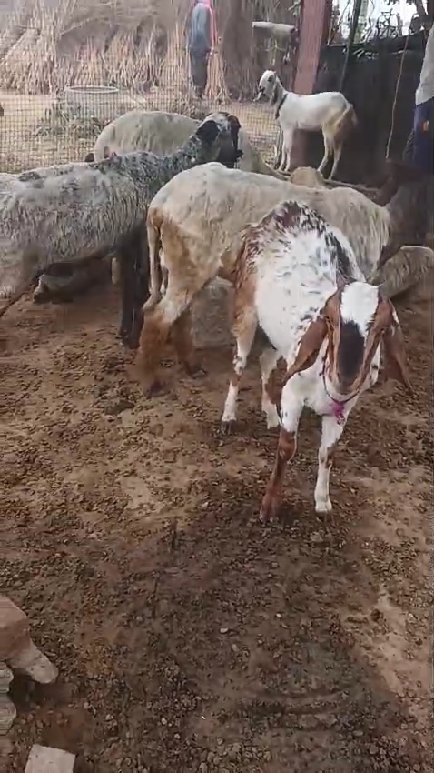 Total 22 Rate 180000